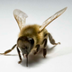 Illustration for article titled Honeybee friendships may shed light on human social life